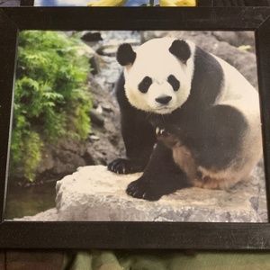 Panda 8by10 framed photography